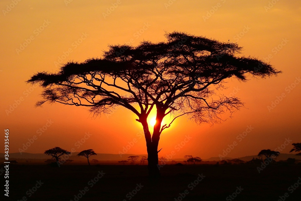 Sonnenuntergang im Serengeti Nationalpark in Tanzania - obrazy, fototapety, plakaty 
