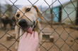 © Alexey Karamonov/Tetra Images - Dog licking human hand through fence in animal shelter