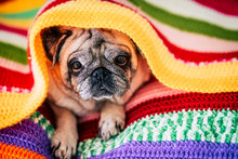 Pug Lying Under Blanket