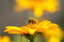Bee And Flower. Close Up Of A Large Striped Bee Collecting Pollen On A Yellow Flower On A Sunny Bright Day. Macro Horizontal Photography. Summer And Spring Backgrounds