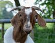 Boer goat close up. Portrait.