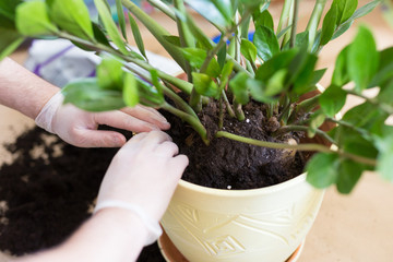 Man's Hands repotting Zamioculcas flower indoor, the houseplant transplant at home .Repotting plants at home. zamioculcas plant on floor with roots. Potting or transplanting plants. Houseplant. 