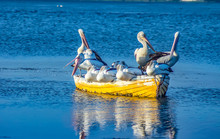 Pelicans On Boat Moored At Riverbank