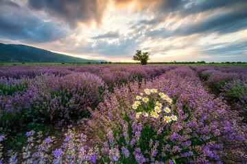 Wall Mural - stunning view with a beautiful lavender field at sunrise