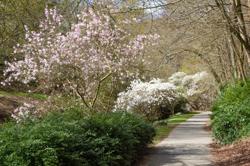 Sticker - Magnolia trees and path in a park at the beginning of spring