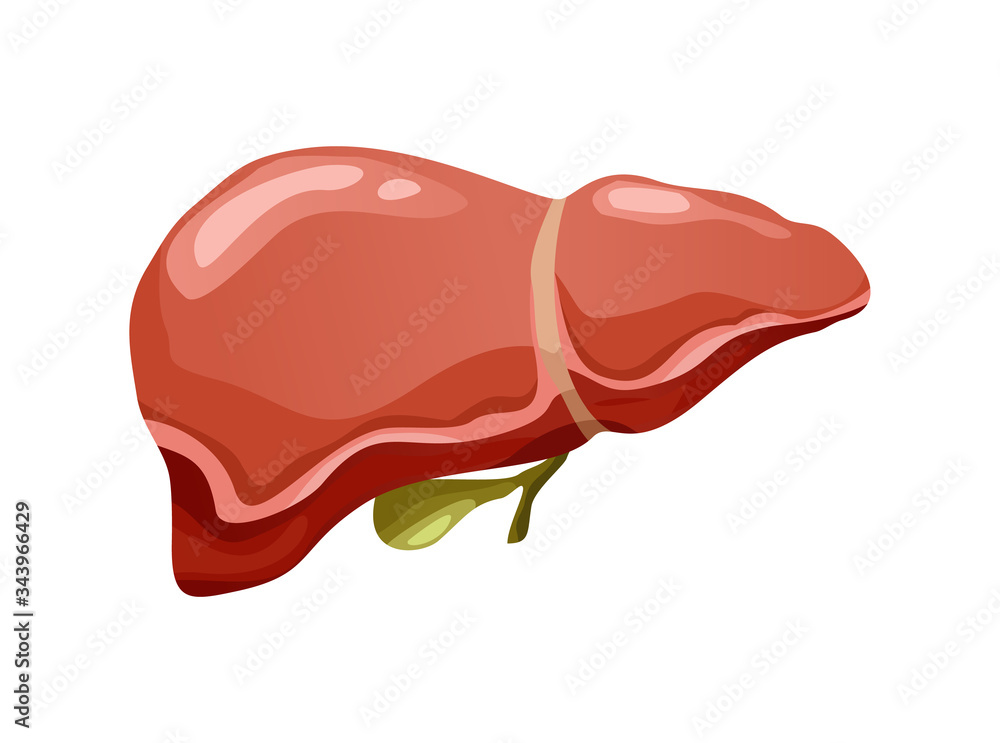 Realistic human liver organ vector front view illustration isolated on ...