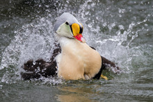 King Eider Swimming In Water