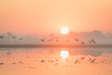 Water Fowl Lift Off Over Water Filled Field At Sunrise