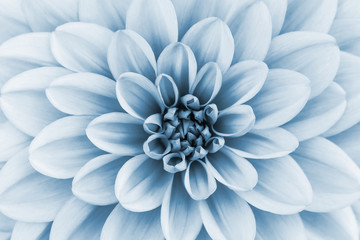 Defocused pastel, pale blue dahlia petals macro, floral abstract background. Close up of flower dahlia for background, Soft focus