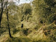 Woman Hiking Up Grassy Trail In Scotland Forest
