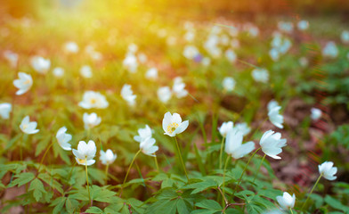 Wall Mural - Forest blooming in springtime. White flowers in forest