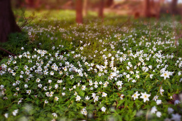 Wall Mural - Forest blooming in springtime. White flowers in forest