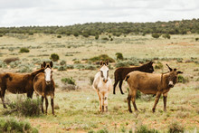 Sinbad Herd Of Wild Burros At The San Rafael Swell In The Utah Desert