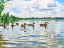Flock Of Wild Ducks Swim On The Water