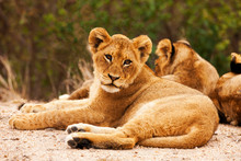 Portrait Of Lion Relaxing On Field