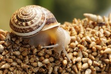 Close-up Of Snail On Shells
