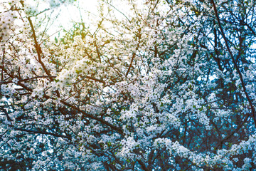 Wall Mural - Spring diffuse background with  branches of blooming sakura. Ray of light