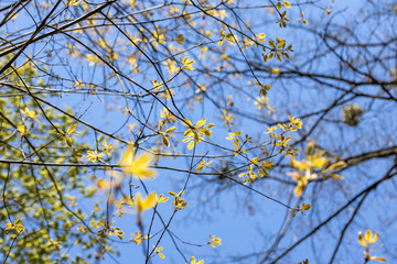 Young leaves of a tree against a blue sky.