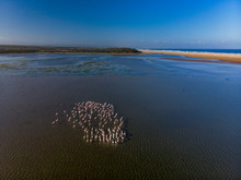Greater Flamingo Photographed In South Africa. Picture Made In