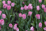 Fototapeta Tulipany - Purple tulips on a flowerbed in a park, detailed view.