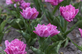 Fototapeta Tulipany - Flowerbed of purple tulips in the park. Detailed view