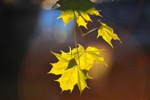Close-up Of Yellow Maple Leaf