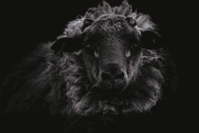 Close-up Portrait Of Sheep On Black Background