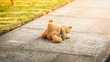 Lost toy bear lying on the alley
