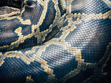 Close-up Of Snakeskin