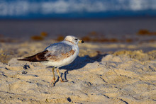 Seagull  On The Beach