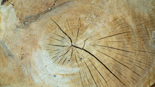 Close-up Of A Cut, Cracked Tree Trunk