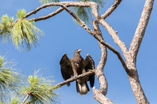 Take Off Of Juvenile Bald Eagle Haliaeetus Leucocephalus  Bird Of Prey