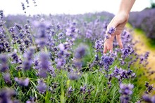 Close-up Of Hand By Purple Flowers On Field