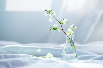Wall Mural - white wild flower in glass science flask for organic cosmetic research concept with soft white fabri
