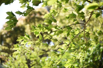 Wall Mural - Japanese stewartia trunk and leaves / Theaceae deciduous tree.