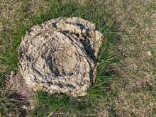 Cow Pie Manure Pile In Grass Pasture