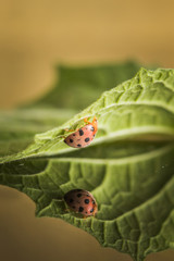 Wall Mural - Reflection of cute ladybird sitting on a green leaf