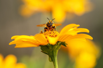 .bee and flower. close up of a large striped bee collecting pollen on a yellow flower on a sunny bri