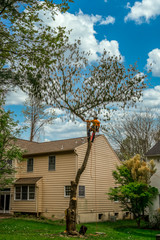 Wall Mural - Arborist climbing up on a tree to cut down the final branches somewhere in the USA