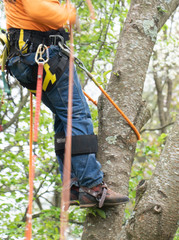 Poster - Arborist in jeans climbing up a tree using ropes and a harness to properly  cut down the branches