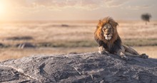 Lion Sitting On Rock During Sunset
