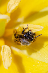 A wasp (wild bee) inside a bright yellow spring Tulip. Close up. Macro