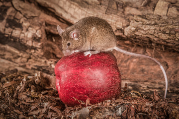 Aufkleber - A full length portrait of a harvest mouse sitting on top of a red apple.