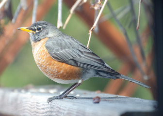 American Red Breasted Robin on a fence in a backyard in the springtime in Winnipeg, Manitoba