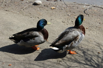 ducks in the wild