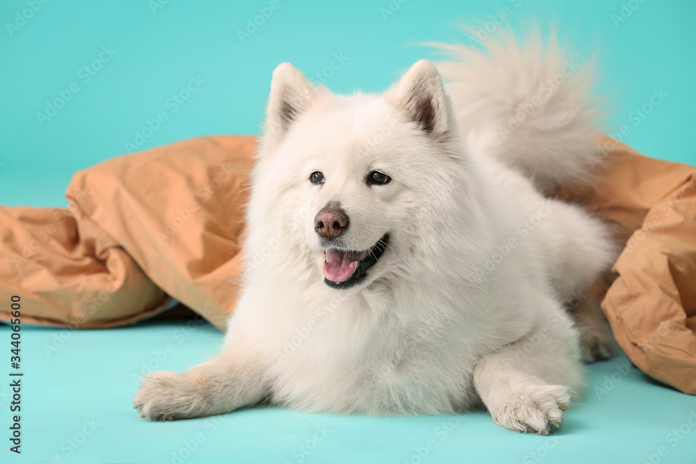 Cute samoyed dog with plaid on color background