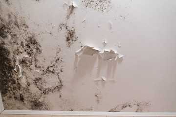 Black mold and mildew spots on the ceiling or wall due to poor air ventilation and high humidity. Harm to health.