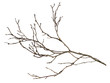 Dry twig