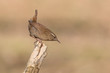 © Manuel - Portrait of Eurasian wren at dawn (Troglodytes troglodytes)