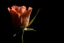 Close Up Photo Of Orange Rose On Black Background